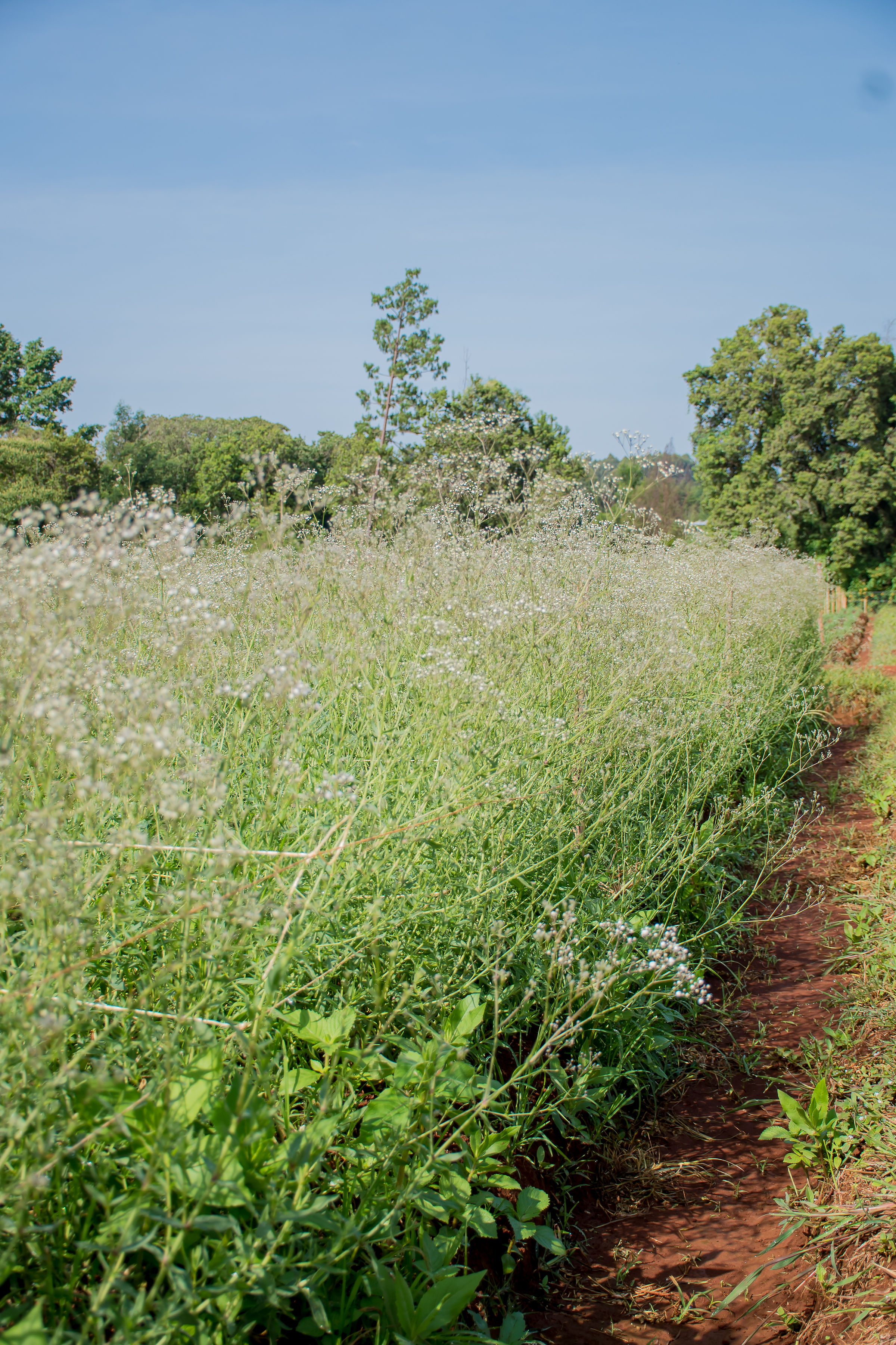 Gypsophila Farm