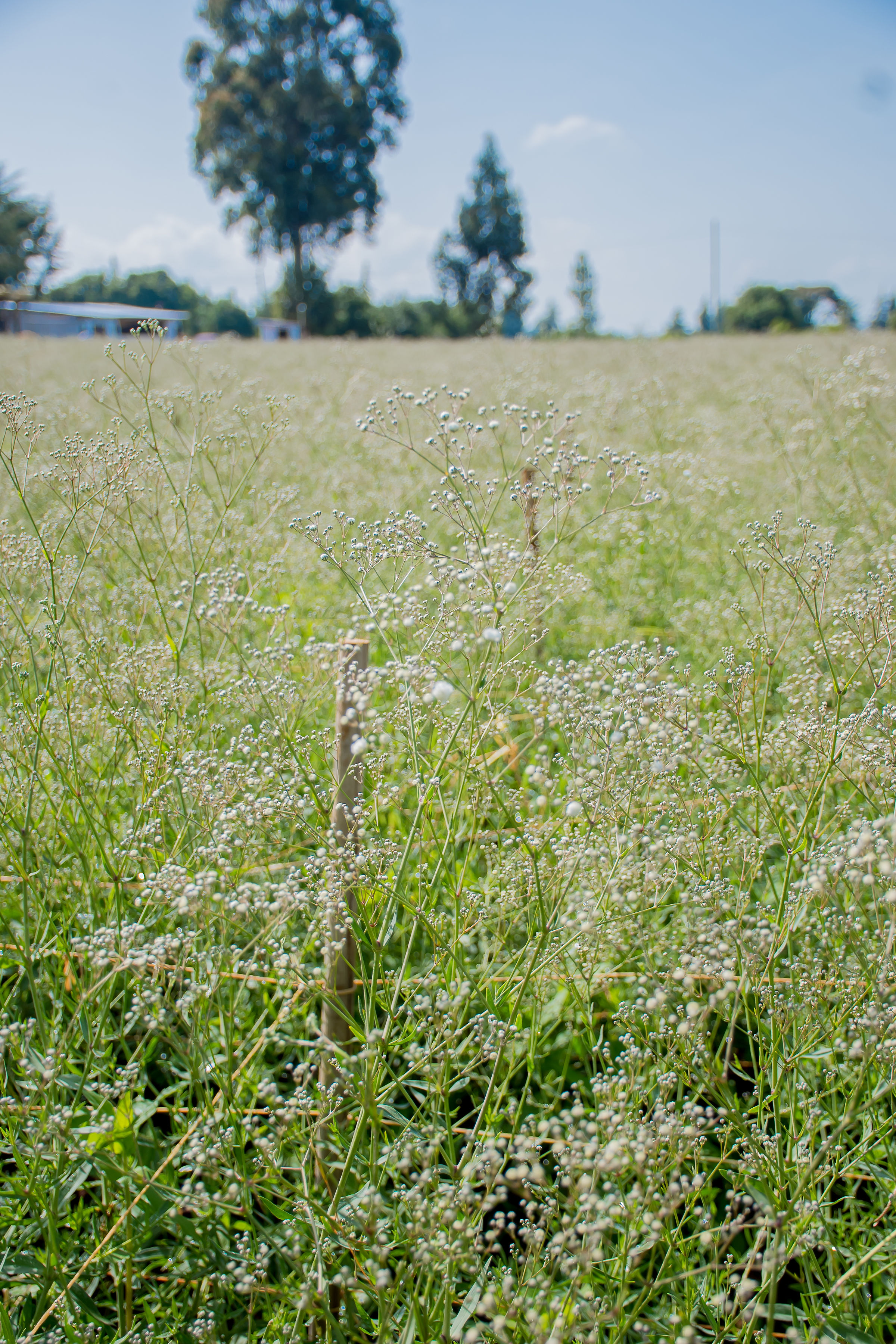 Dried Gypsophila