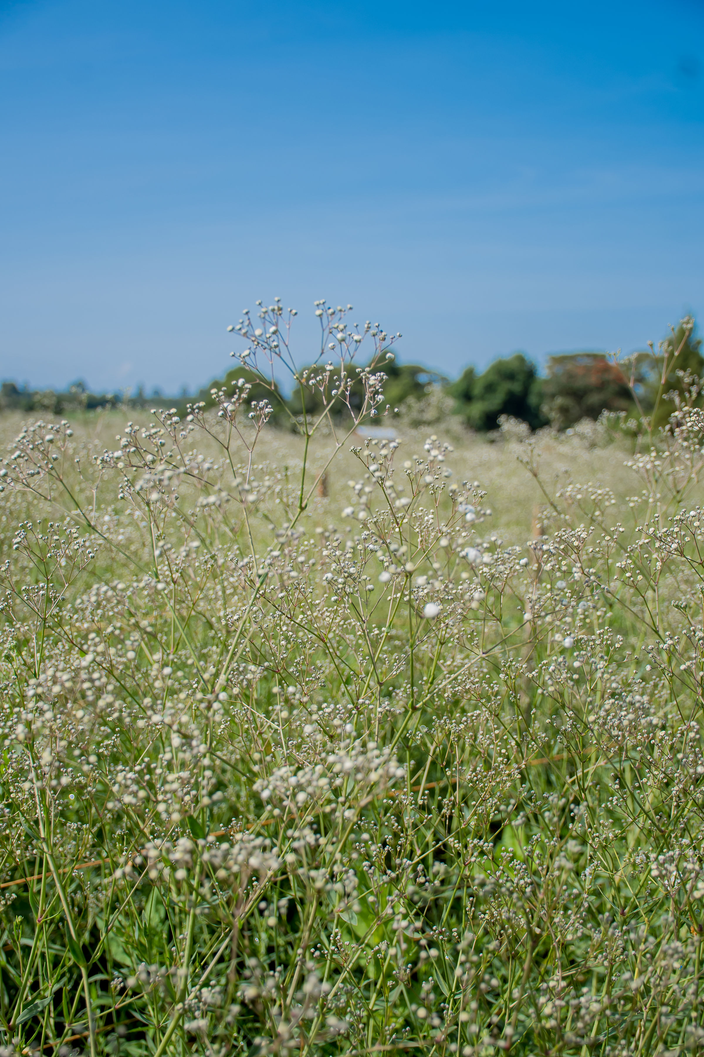 Bulk Gypsophila