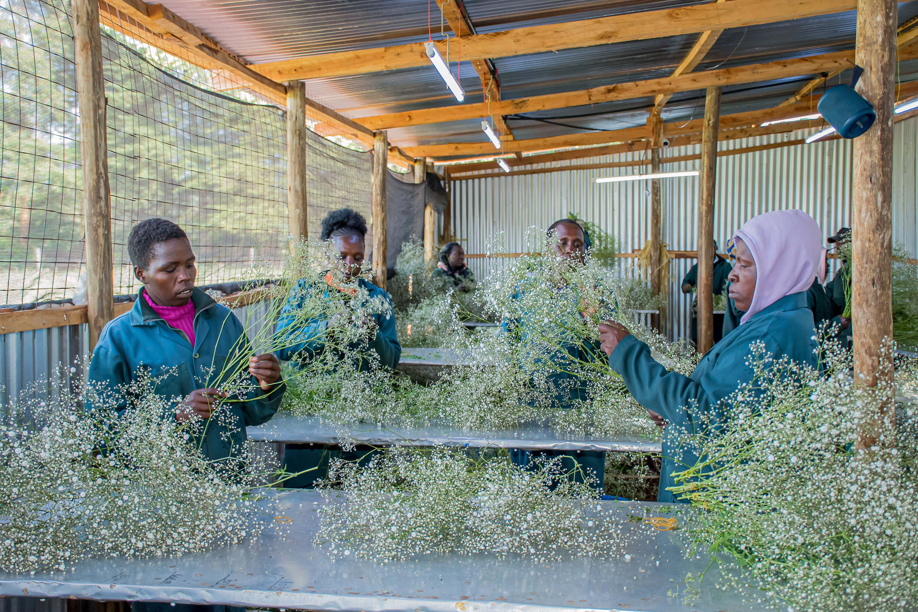 Gypsophila Farm