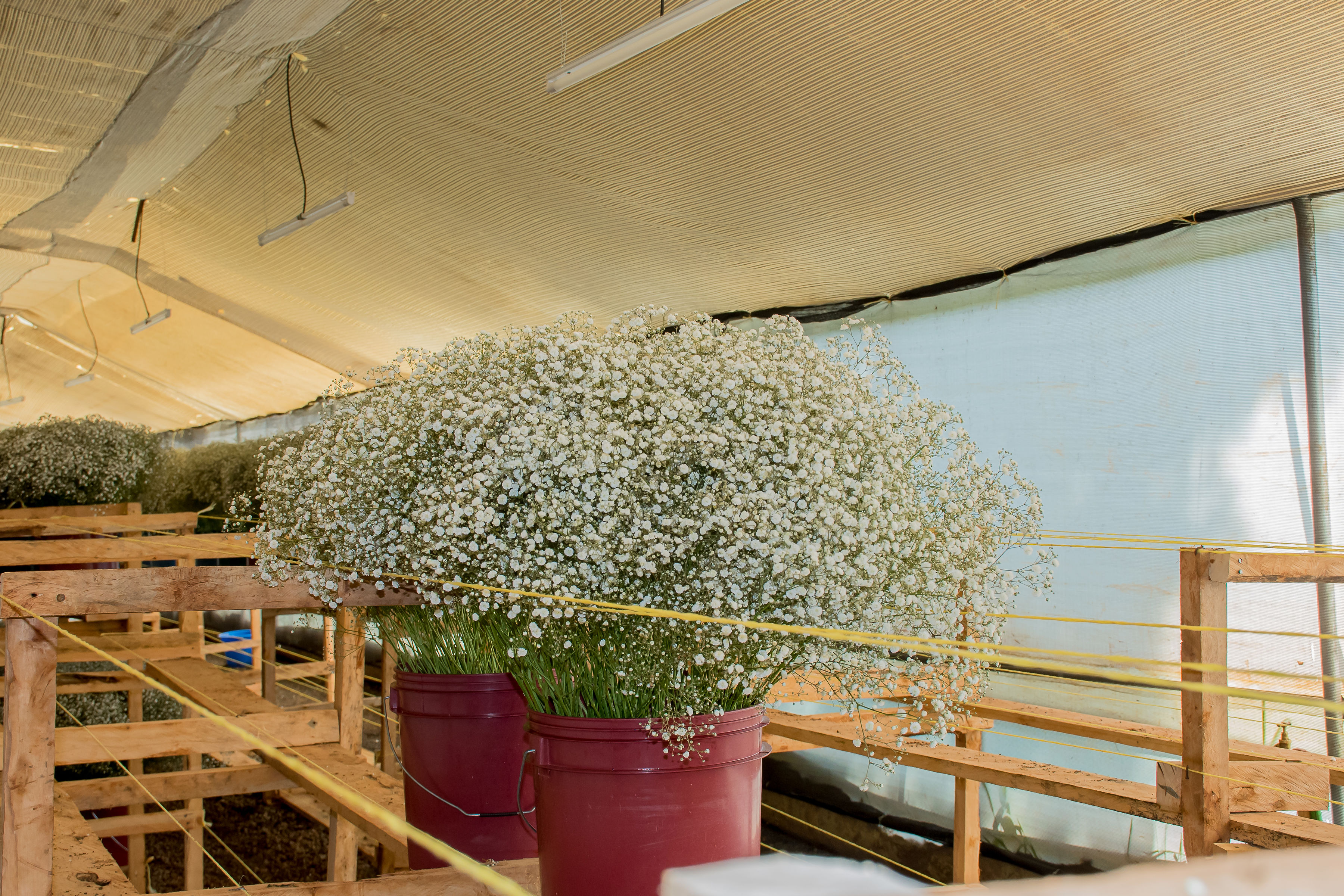 Bulk Gypsophila