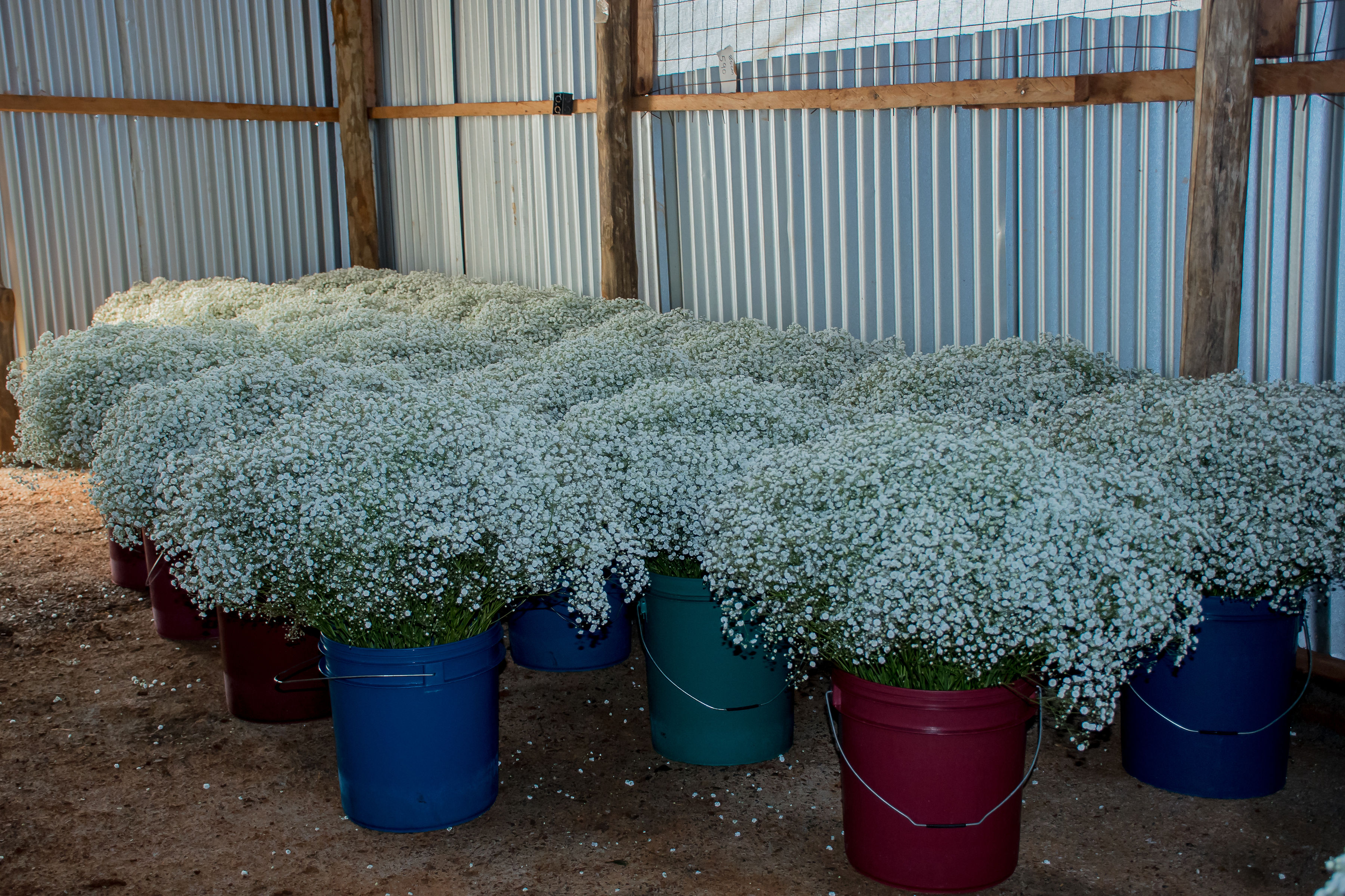 Dried Gypsophila