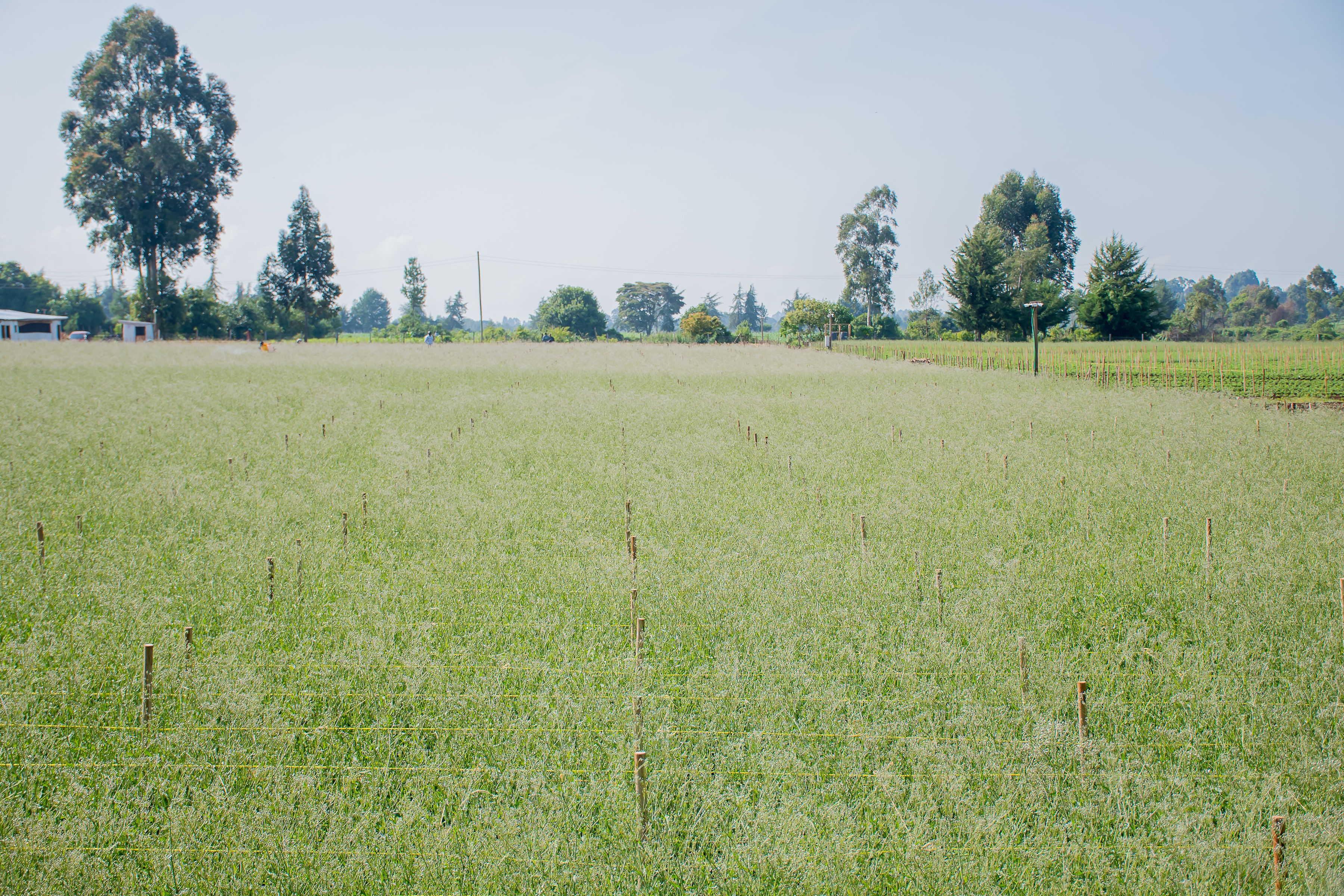 Bulk Gypsophila
