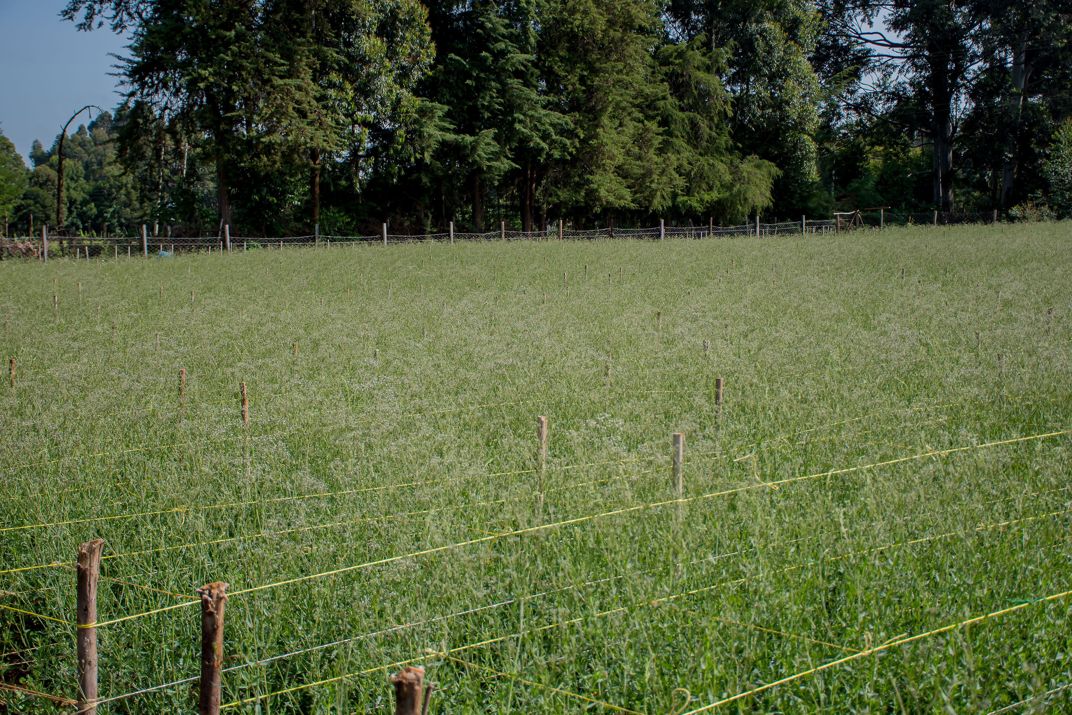 Gypsophila Farm