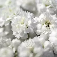 Kessa Flowers