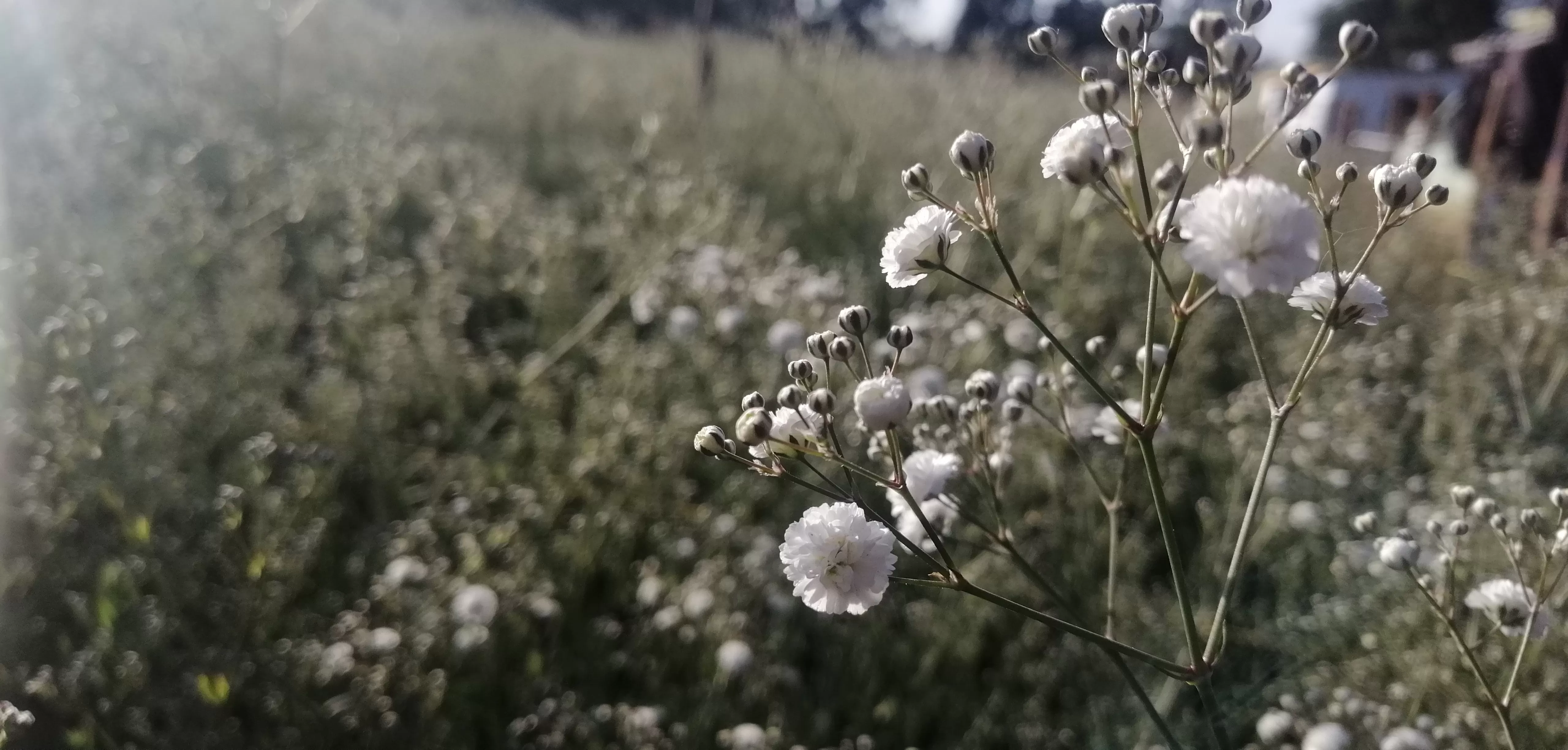 Kessa Flowers