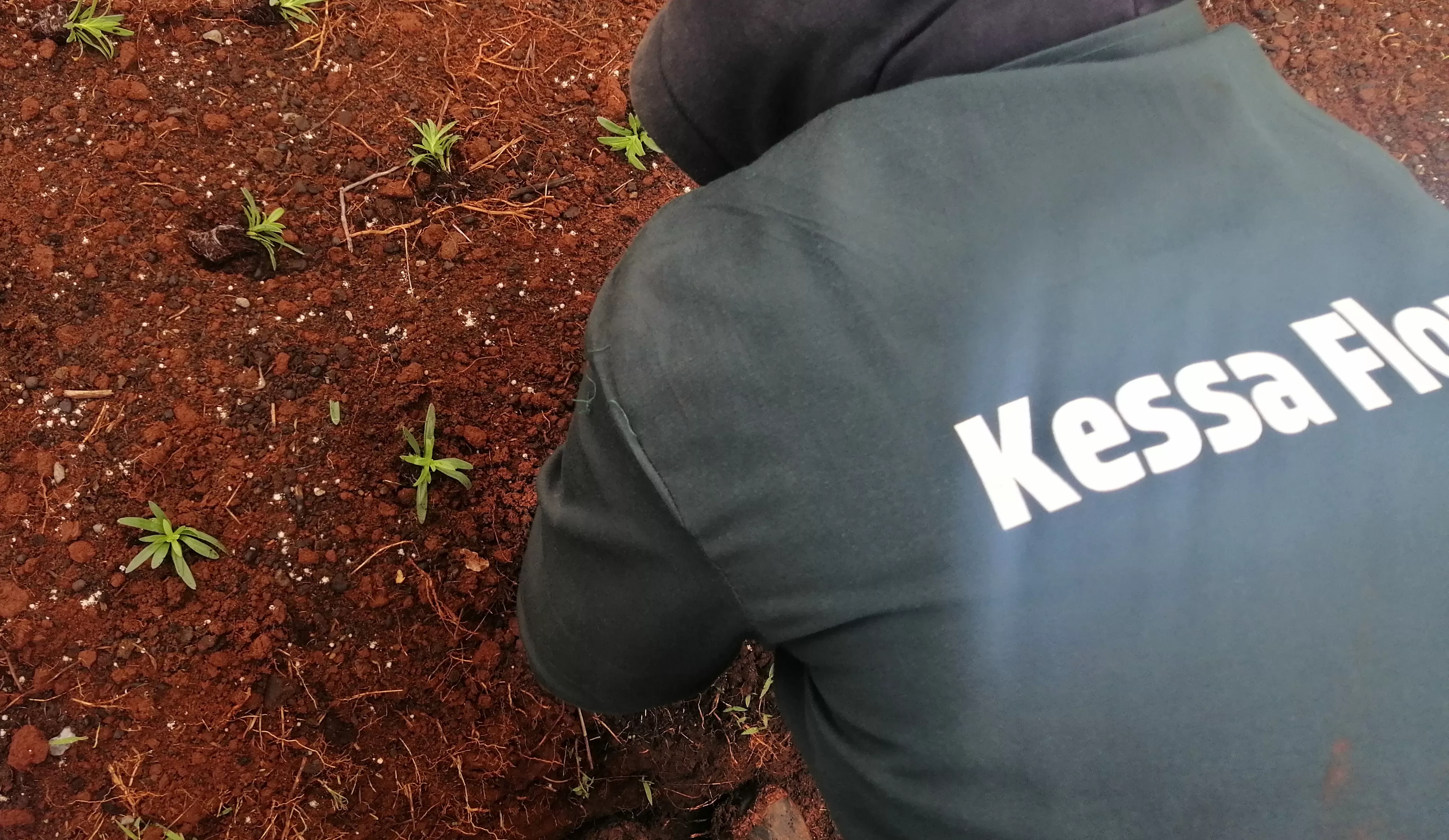 Kessa Flowers
