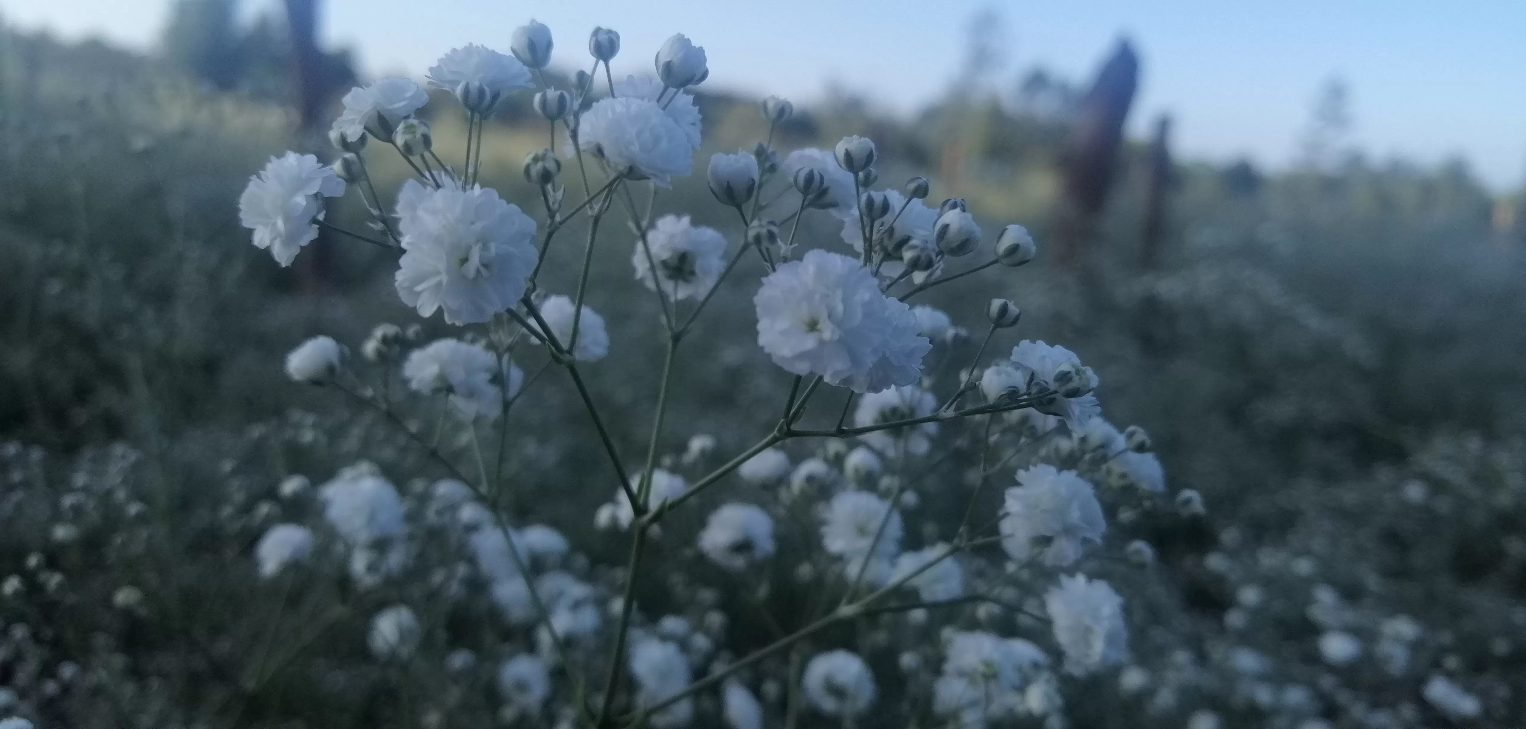 Kessa Flowers